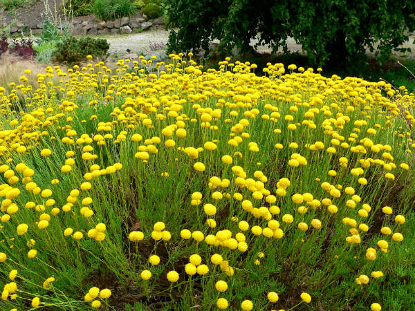 champs de santoline