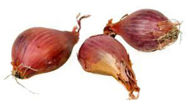 échalote