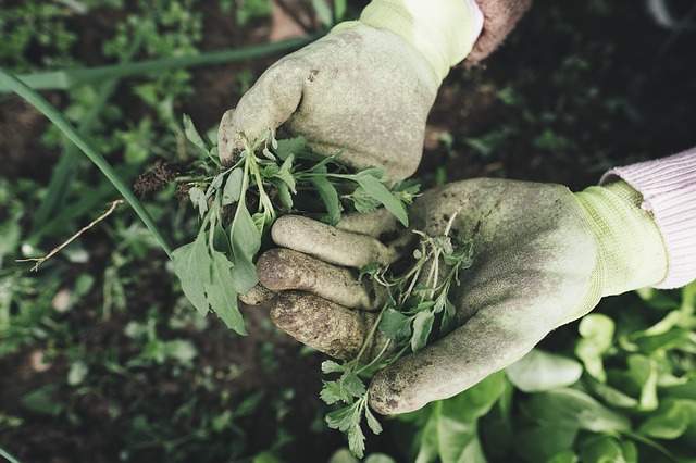faire du jardinage lutte contre l'anxiété et la dépression