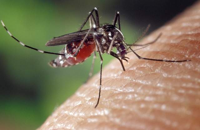 comment repousser les moustiques