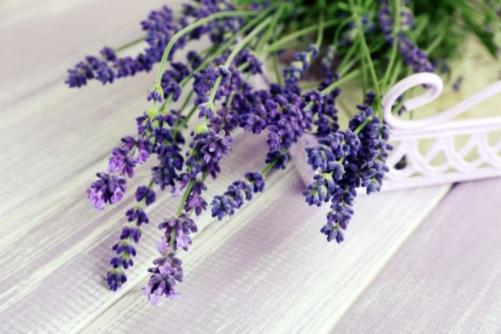 les plantes anti-moustiques