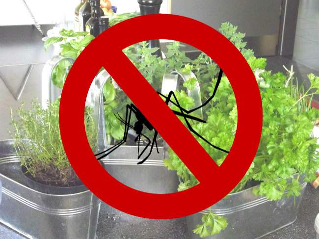 12 plantes qui vous protégeront des moustiques cet été