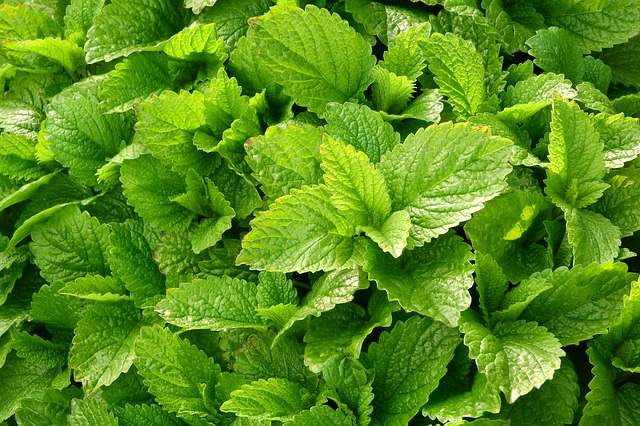 La mélisse officinale #herpes La mélisse officinale