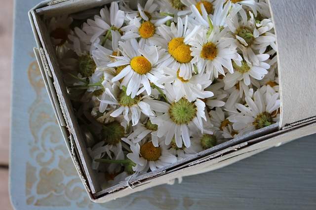 fleurs de camomille fraîches