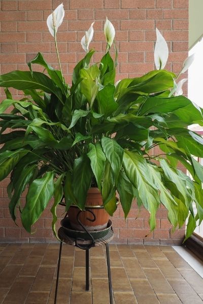 Le spathiphyllum