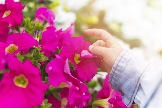 Liste des plantes d'intérieur toxiques et comment en protéger ses enfants et ses animaux de compagnie