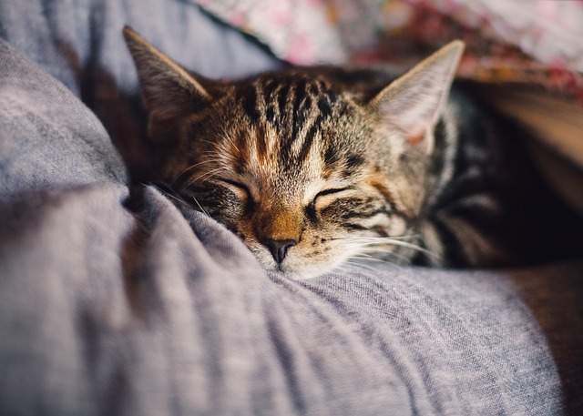 Chat relaxant