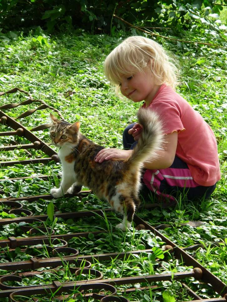 Le chat tient compagnie