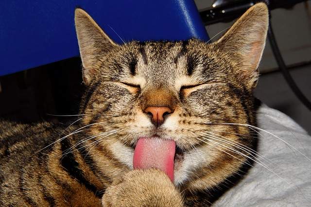 Chat propre