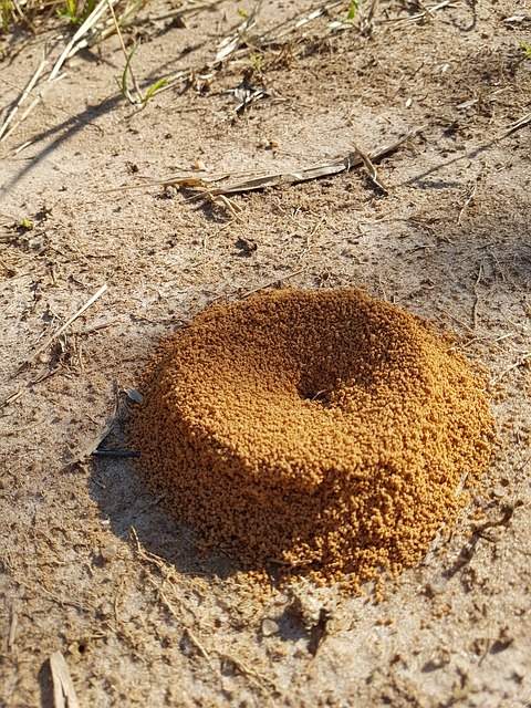fourmilière en terre d'une colonie de fourmis