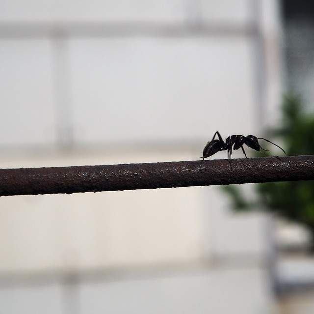 fourmis sur la barre de fer d'une clôture