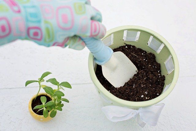 Rempotage plante d'intérieur