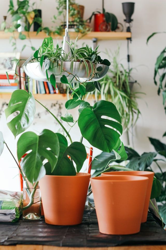 Pots et cache-pots