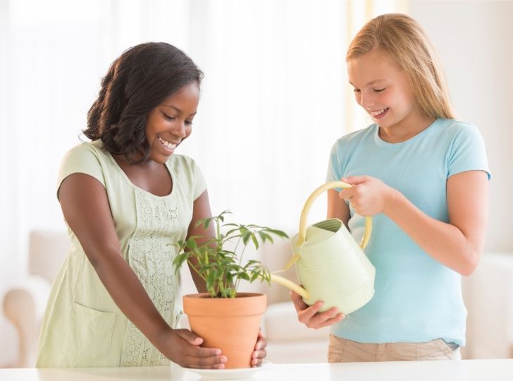Arrosage plantes