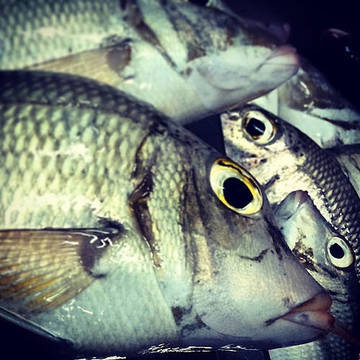 Décongeler le poisson en 10 minutes