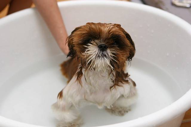 Donner le bain à son chien