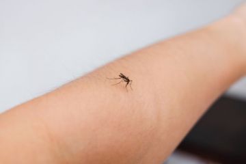 6 astuces pratiques pour se débarrasser des moustiques cet été