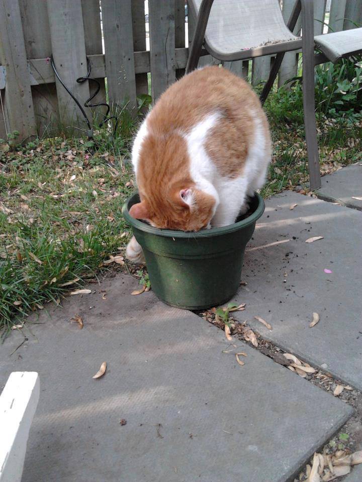Eviter que le chat gratte la terre autour des fleurs