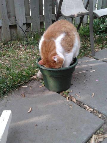 Eviter que le chat gratte la terre autour des fleurs