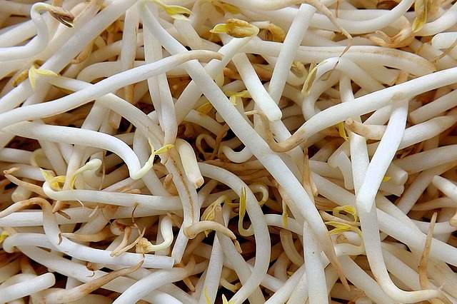 Haricots mungos