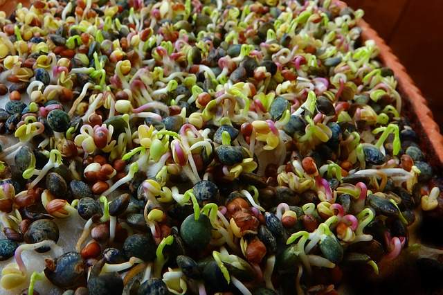 Lentilles vertes