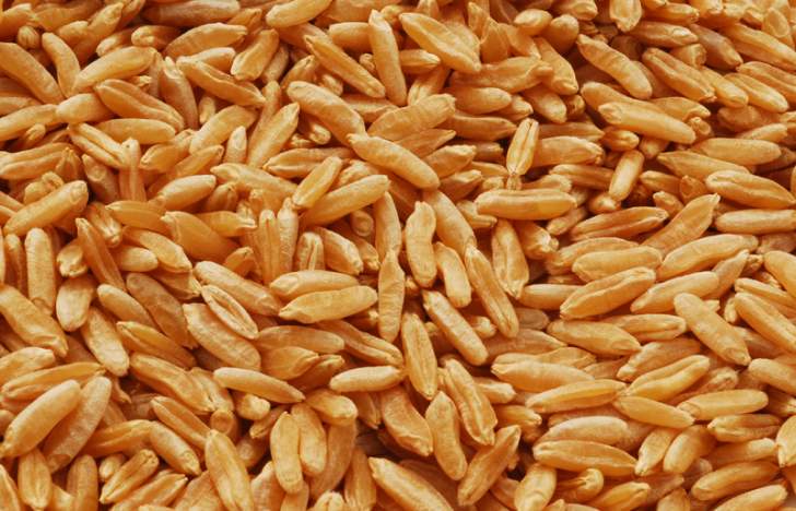 Graines de Kamut