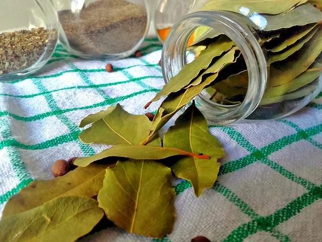 pot rempli de feuilles de laurier