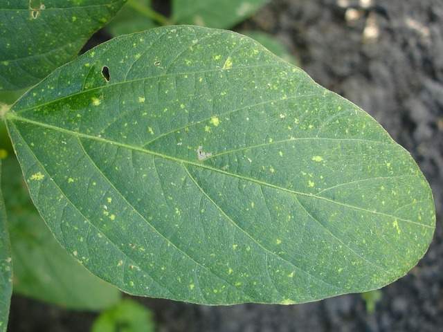 hoja verde atacada por hongos dañinos