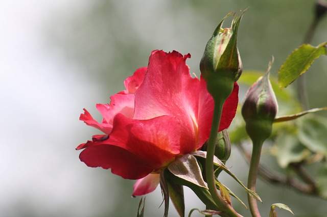 rose et boutons de rose dans un rosier