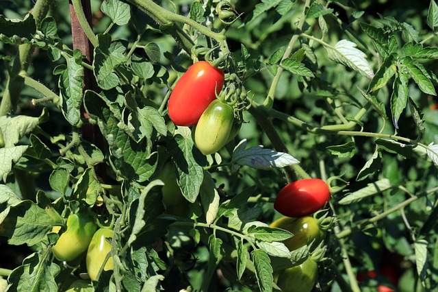 plan de tomates avec des tomates rouges et des tomates vertes