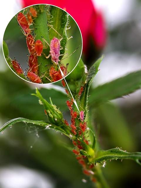 pulgones rojos en el tallo y las hojas de una planta
