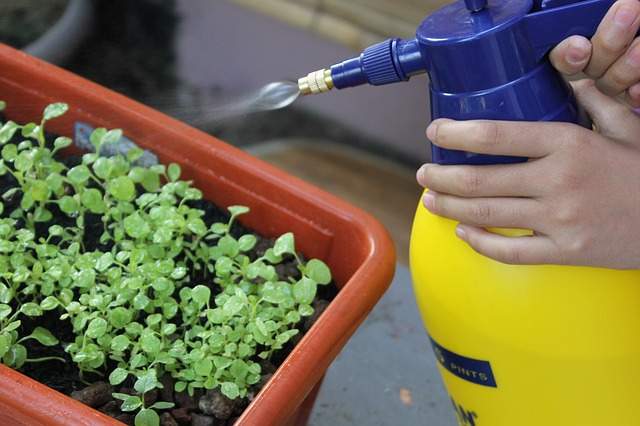 vaporiser les plates avec un pulvérisateur de jardin