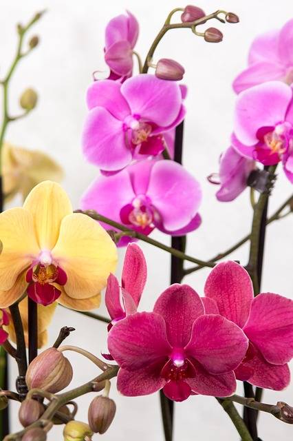 Règles d’or pour prendre soin d'une orchidée