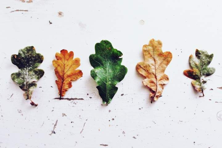 Feuilles conservées