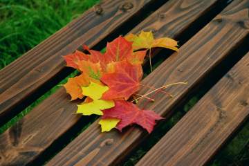 Comment conserver les feuilles d'automne