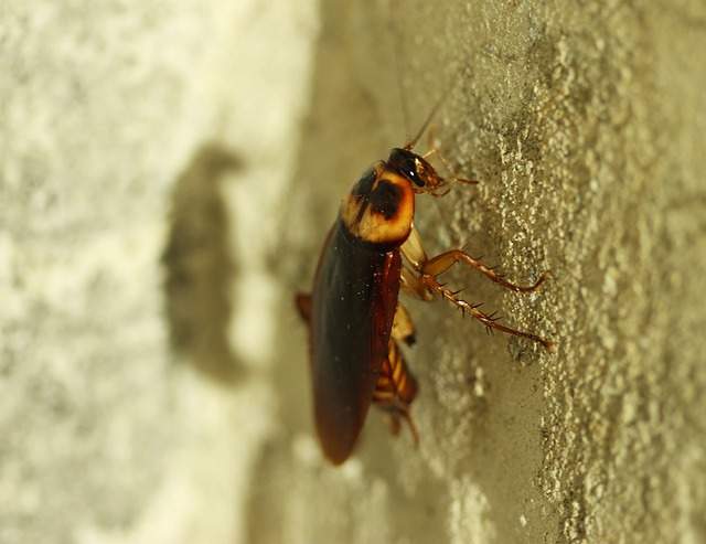 cafard blatte sur le mur