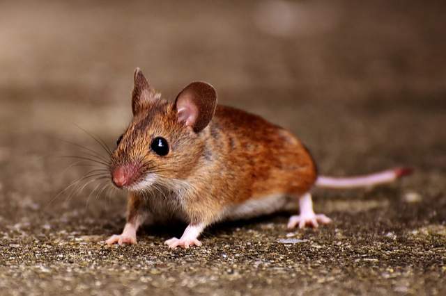 souris animal