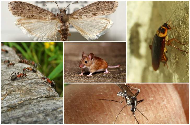 Traitements naturels pour lutter efficacement contre les insectes et les animaux nuisibles à la maison