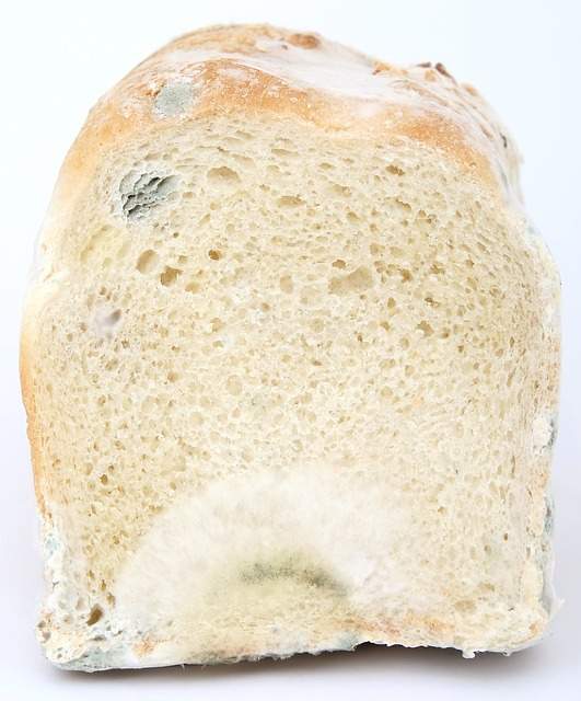 pain de mie moisi conservation du pain