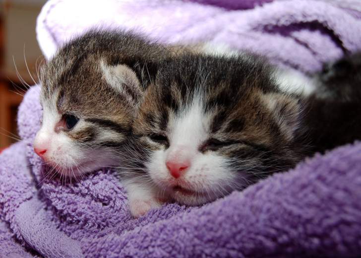 deux chatons enveloppés dans une serviette de bai