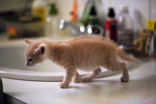 petit chaton au bord d'un lavabo dans la salle de bain