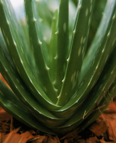 Aloe vera - plante aux mille vertus