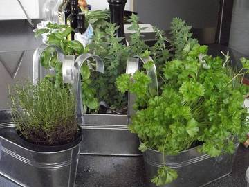 Récolter et sécher les plantes aromatiques