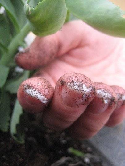 Protéger les ongles avant de jardiner