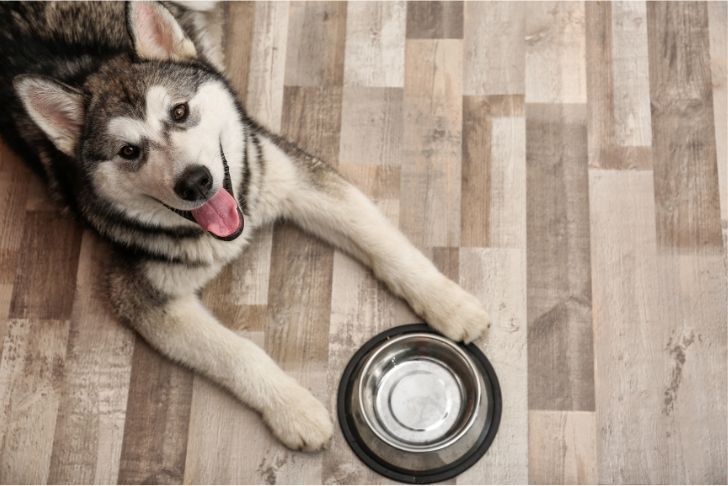 Chien attendant la nourriture