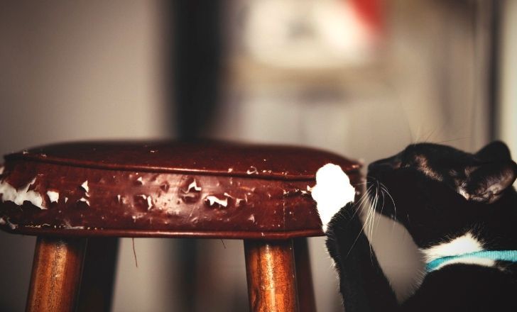 Griffes d'un chat sur un tabouret en cuir