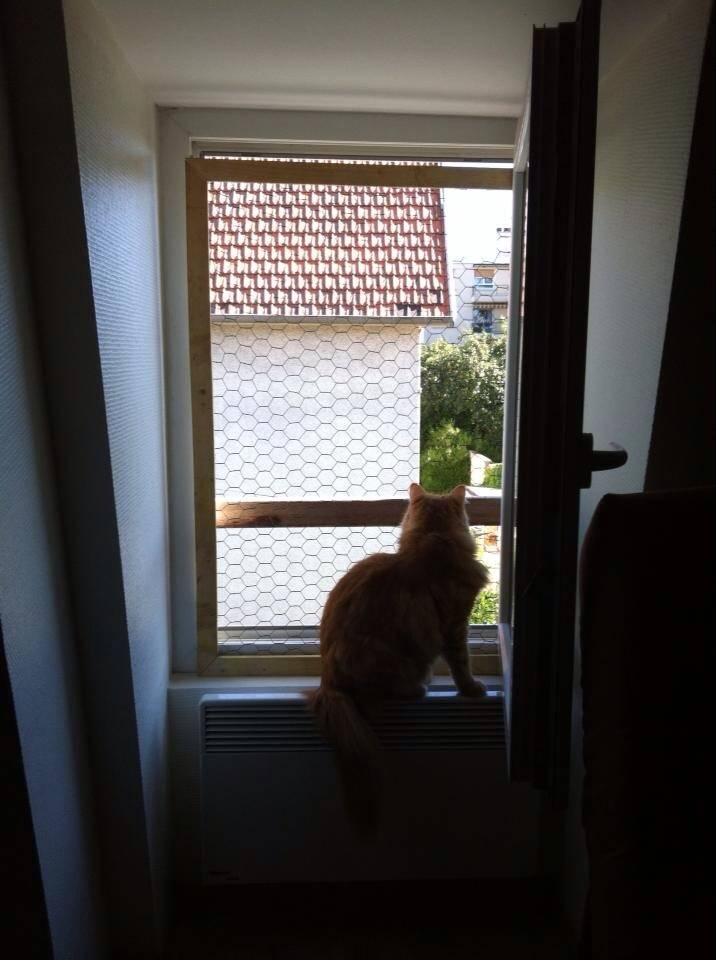 Encadrement de fenêtre pour protéger les animaux domestiques