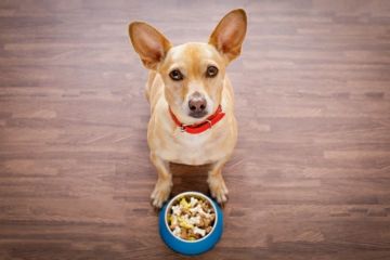 5 astuces pour faire manger des croquettes à son chien