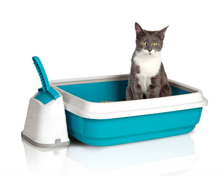 Apprendre à votre chat à devenir propre