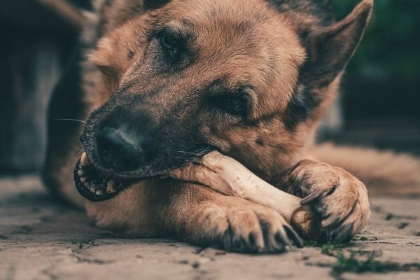 Chien en train de manger des os cuits